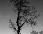 Black and white tree on a postcard with starry night