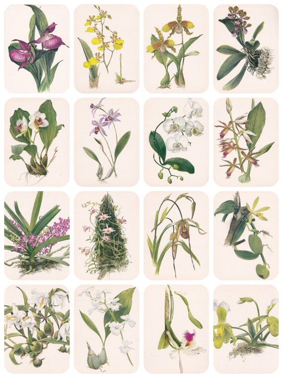 Orchids, Drawings by A. Shipilenko. Set of 16 Prints, Postcards -- 1986. Fine Arts Publ., Moscow