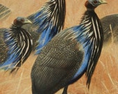 Antique print.1911-1920.Lithograph in color.The Vulturine GUINEA FOWL.99 year old print.Natural History print.9.8x6.6 inches, 25x17cm