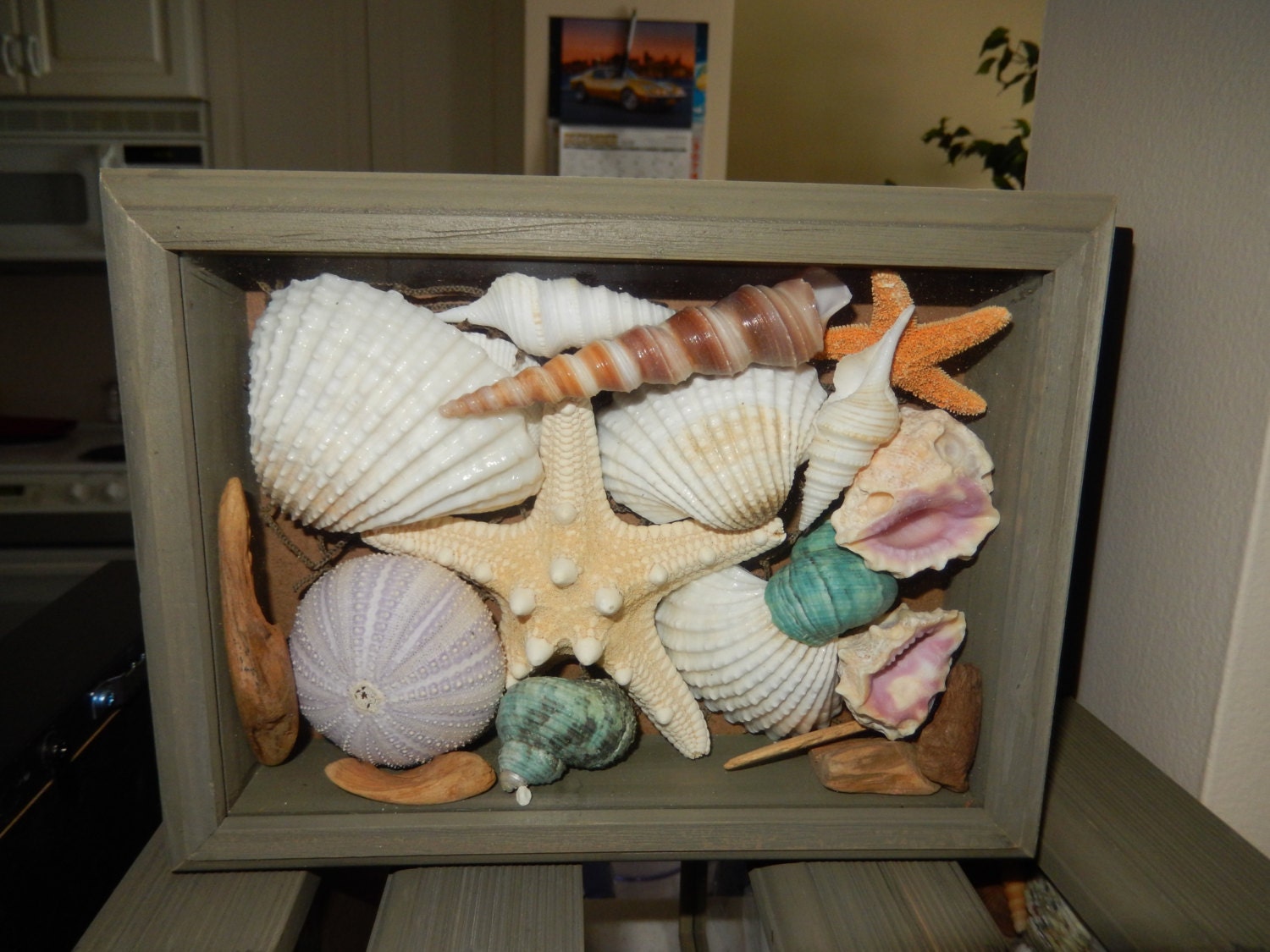 Sea Shell Shadow Box Nautical Decor Beach Decor by UniqueTerrarium
