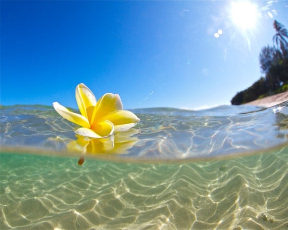 Underwater Hawaiian Plumeria PhotographyYellow Flower