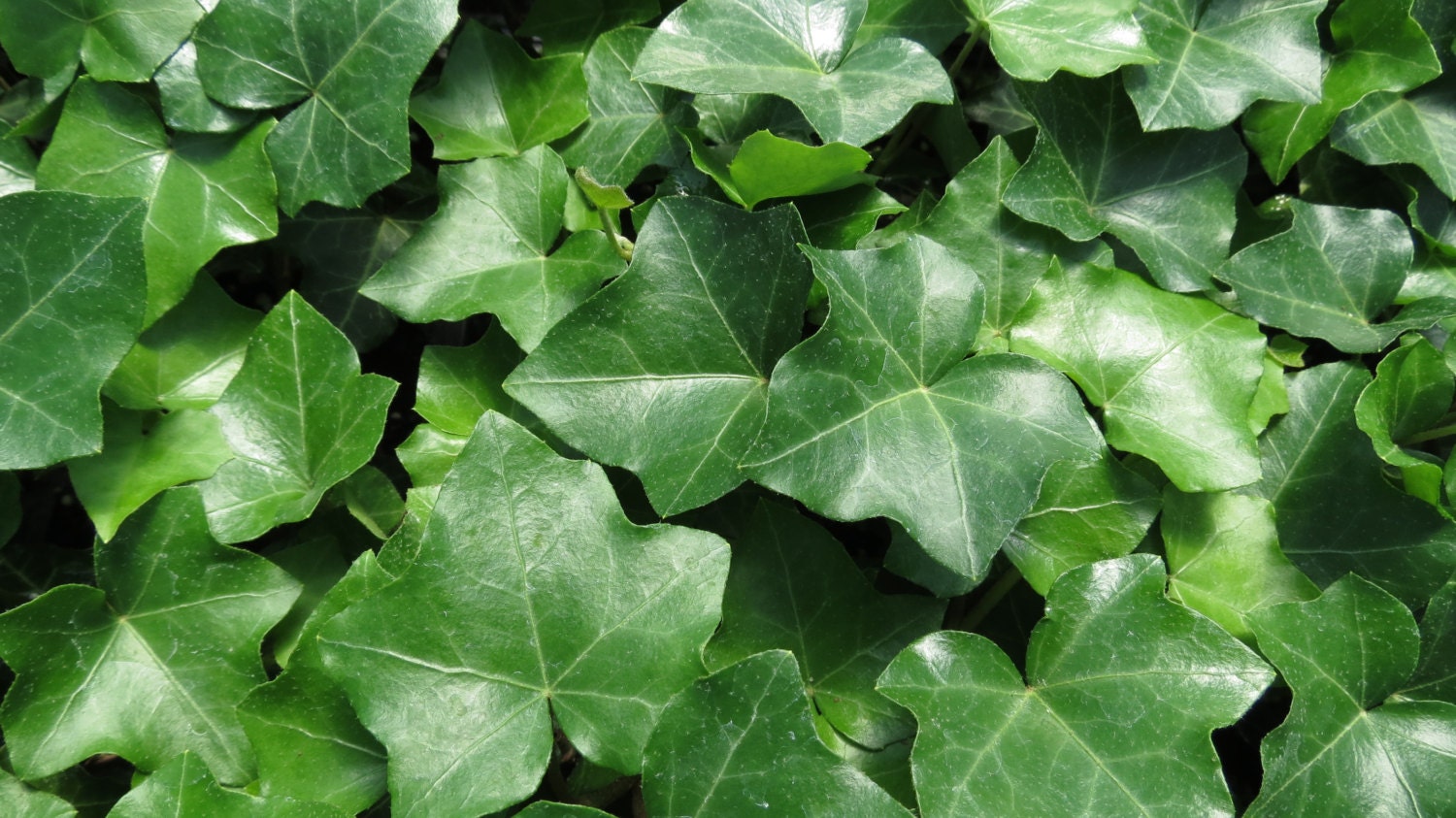 English Ivy Ground Cover 100 Bare Root by GroundcoversDIRECT
