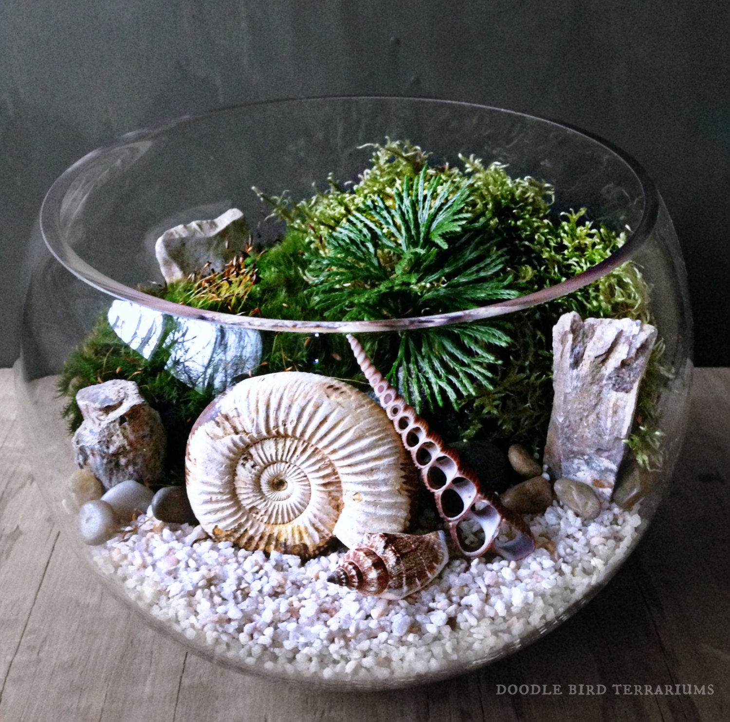 Ammonite Fossil Orb Terrarium Snail Shell by DoodleBirdie on Etsy