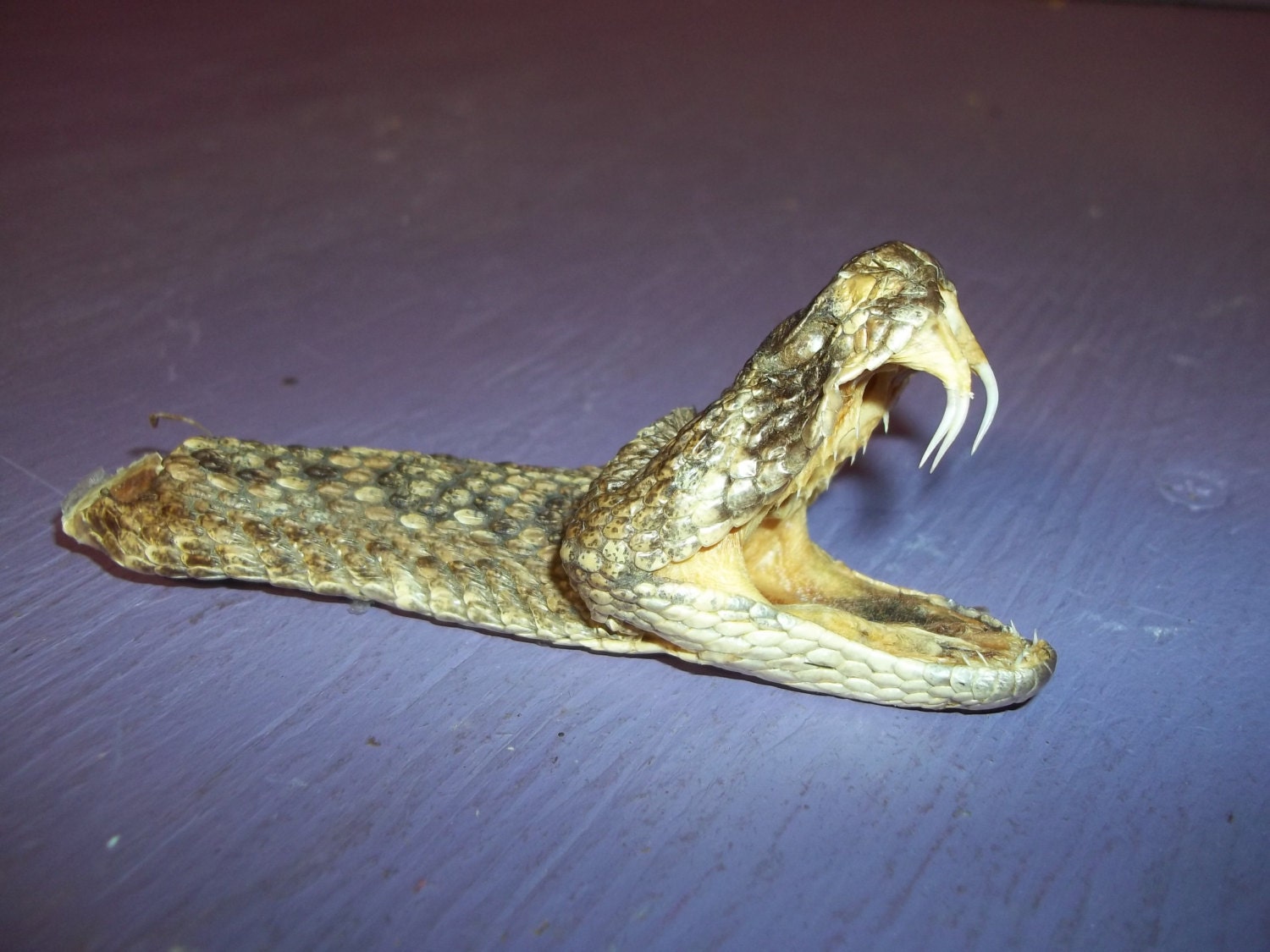 stuffed rattle snake