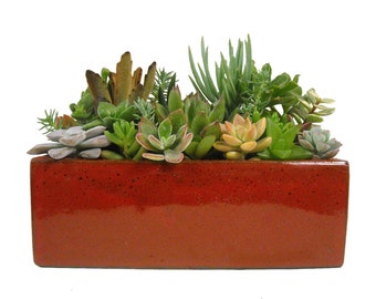 Holiday Succulents Red Rectangular Ceramic Planter Garden Centerpiece 