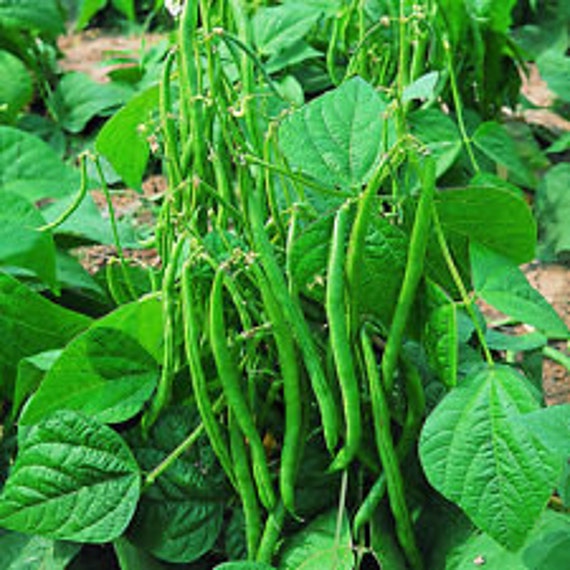 Langstrath Stringless Bush Green Bean 30 seeds Heirloom