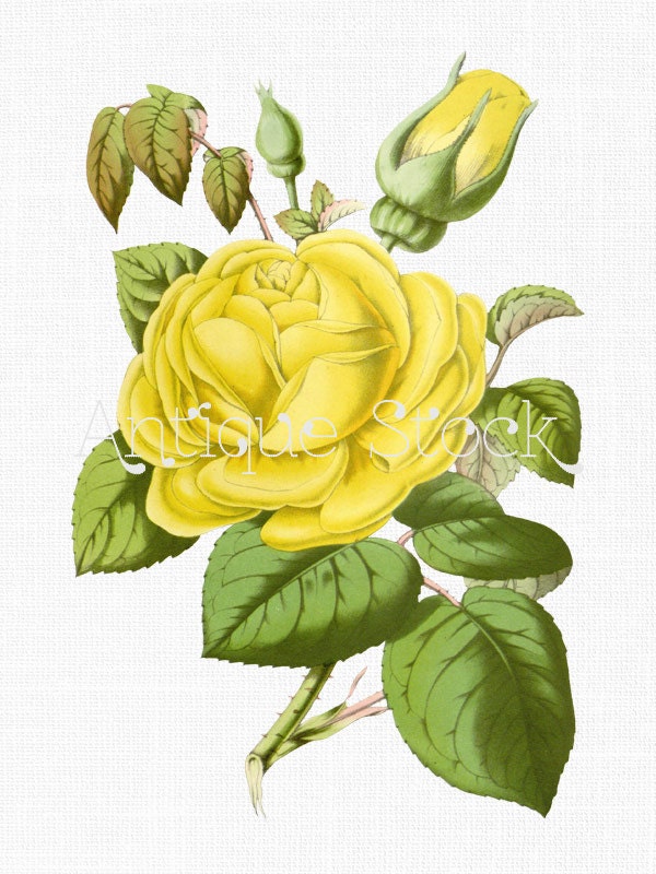 clipart of yellow roses - photo #24
