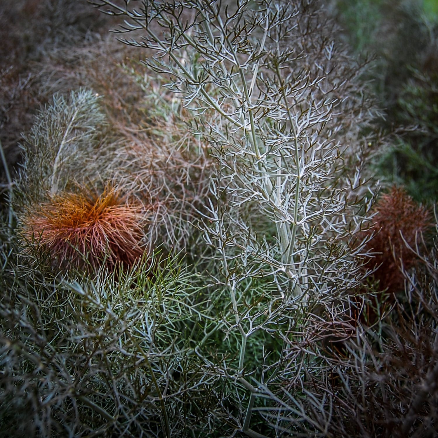 Certified Organic Bronze Fennel Seeds 200 by PlantGoodSeed