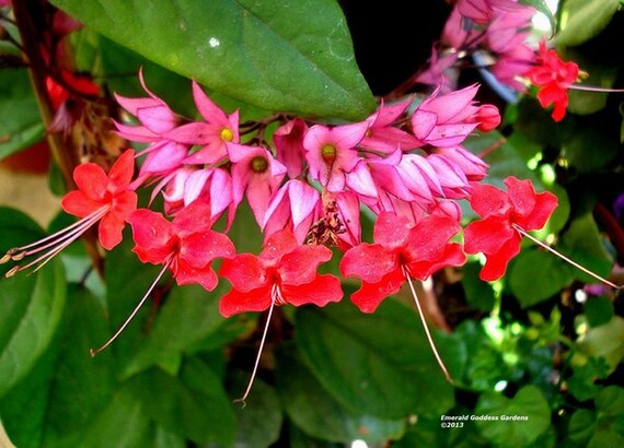 unusual vines flowering Heart Flowering Vine Java Red 4 Bleeding Plant Unique Unusual Heirloom