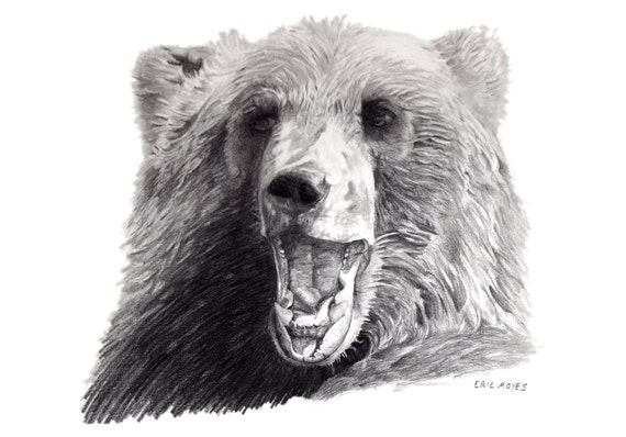 Grizzly bear illustration