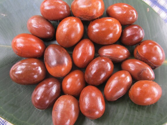 18 shea nuts Ghanaian shea butter seeds Organic seed by FromGhana