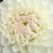 cleofe
