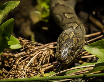 PRINTABLE Photography, Instant Download, Northern Water Snake Photo ...