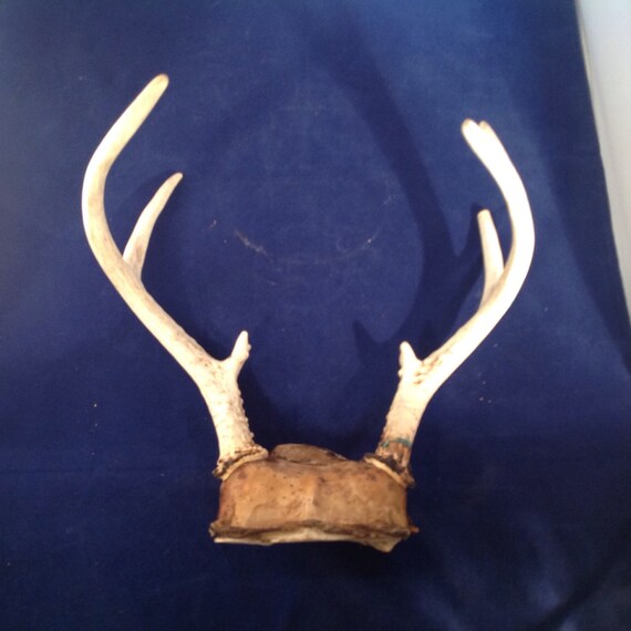 Whitetail deer antlers-8 point