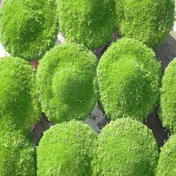 irish moss ground cover seeds sagina subulata 200seeds irish moss ground cover seeds sagina subulata 200seeds