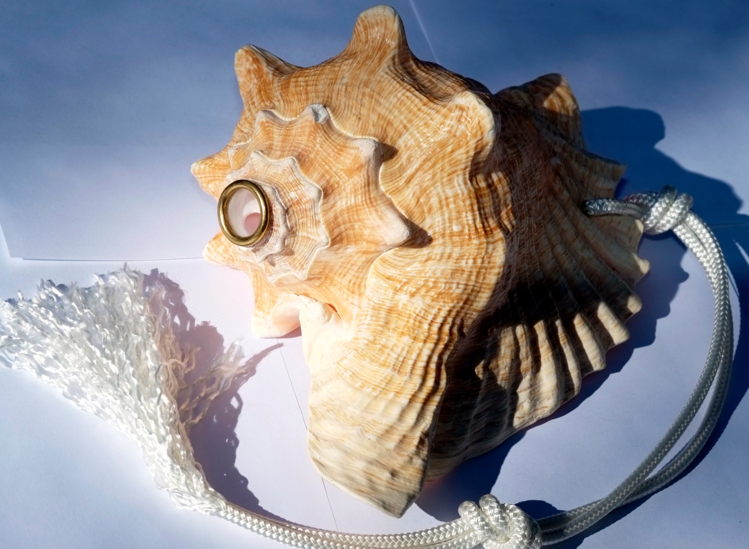 11 Conch Shell Horn Trumpet