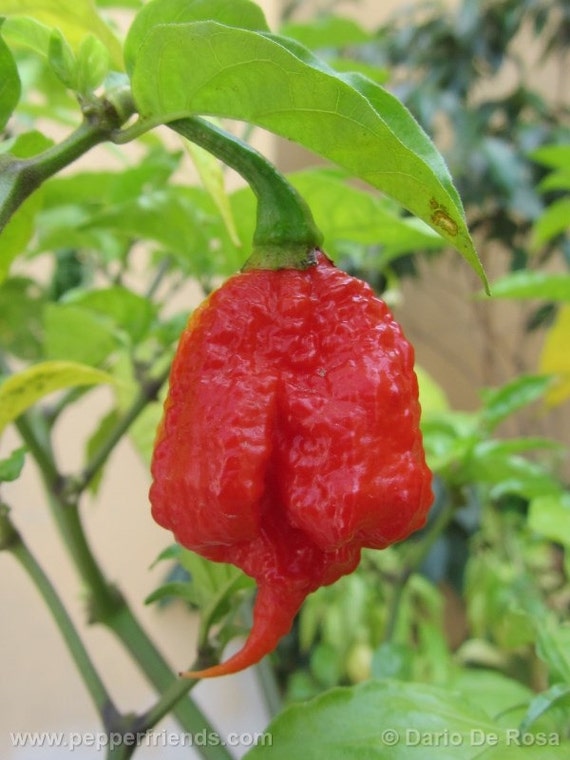 500 Seeds Trinidad 7 Pod PRIMO 7 Pot Extremely Rare Hottest