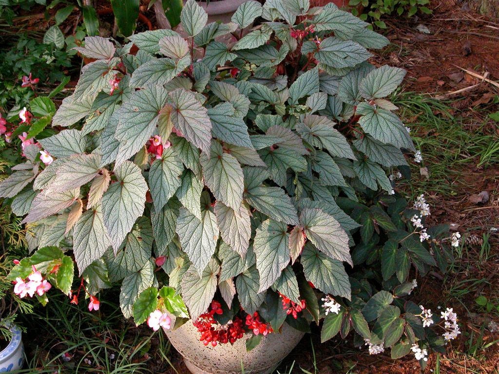 Angel Wing Begonia Sinbad