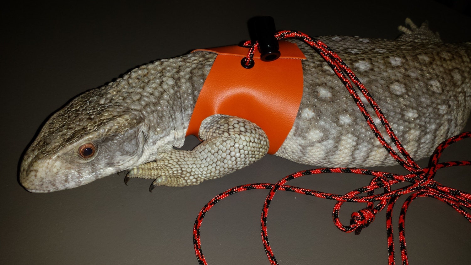 Large Lizard Leash