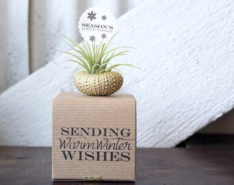 seasons greetings // air plant sea urchins // by robincharlotte
