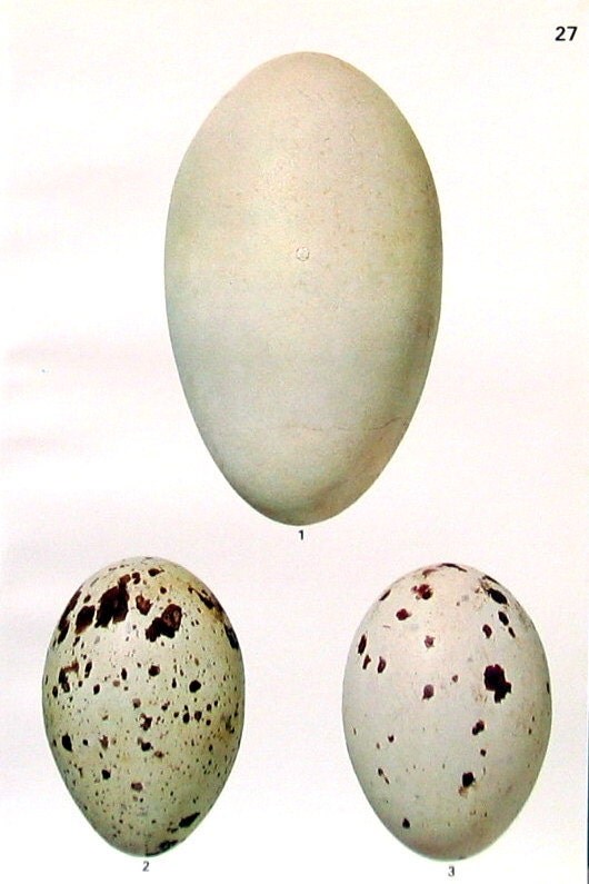 Bird Eggs Vulture Eggs California Condor Turkey Vulture