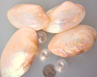 Beach Decor Seashells - Nautical Decor Shells - Clam Sea Shells - Polished Clam Shells - Beach Wedding Shells - Beach Home Decor - PAIR