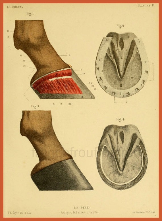 antique french anatomy print horse hoof morphology