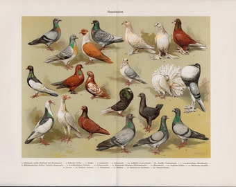 1900 Beautiful HOME PIGEONS lithograph, DOVES, white dove, red dove, farm dove, colorful antique fine Chromolithograph print