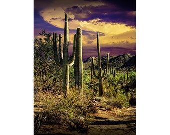 Saguaro Cactuses in Saguaro National Park near Tucson Arizona No.FS063 - A Desert Landscape Photograph