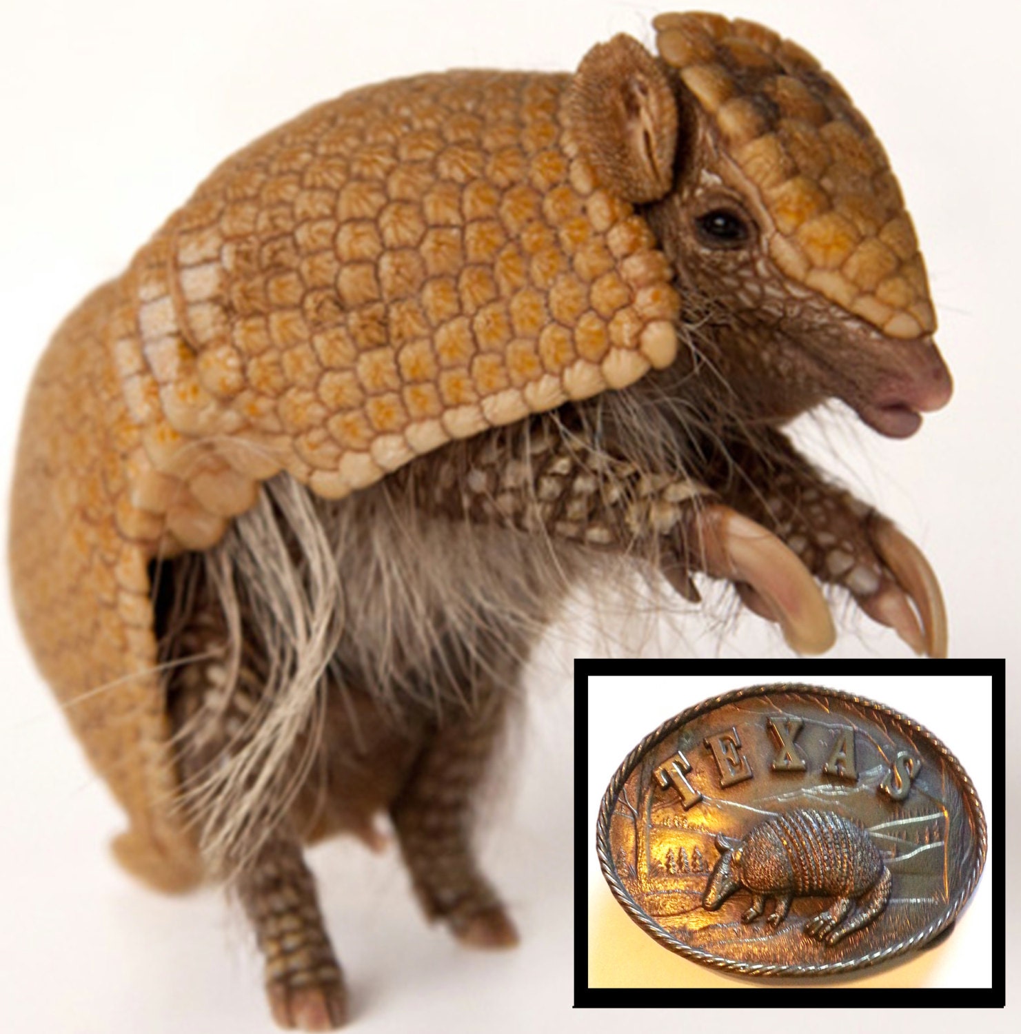 Solid Brass Armadillo Belt Buckle Texas 1980