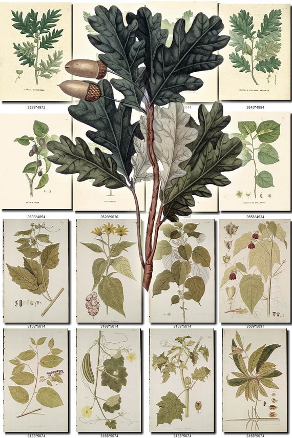 LEAVES GRASS-78 Collection of 290 vintage images vegetable botanical High resolution digital download printable herbarium flowers ferns herb