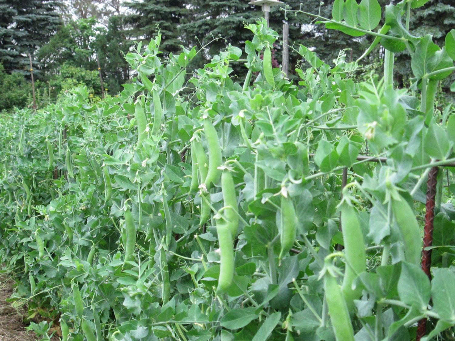 sugar snap peas plant