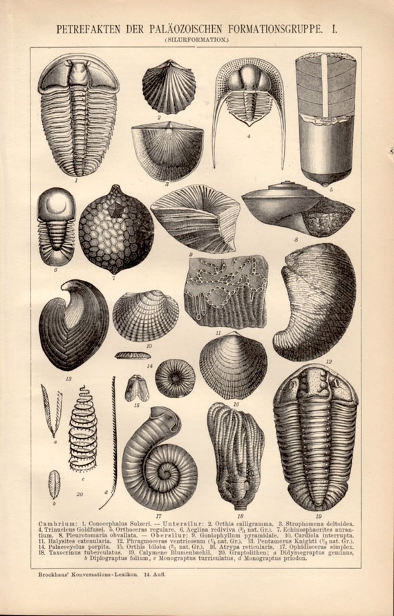 1898 Seashells & Fossils Antique Print Paleozoic Era