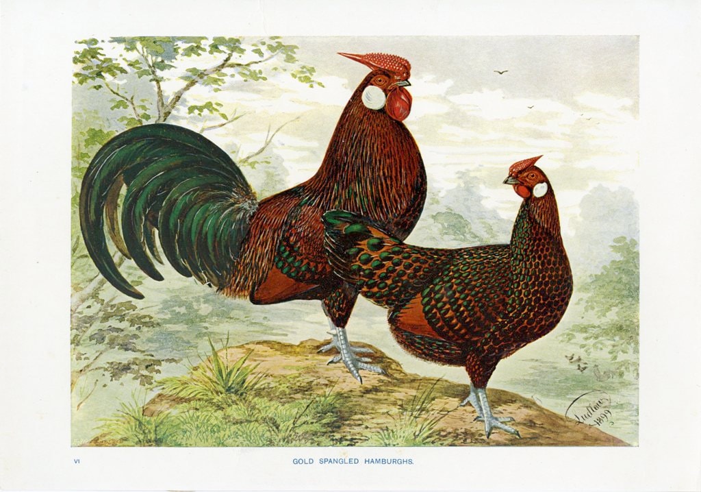 1920 Antique Chicken Print Golden Spangled