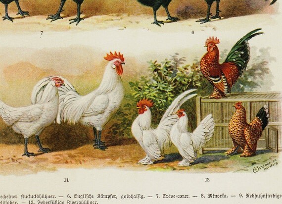 1923 antique hens print farm chickens species