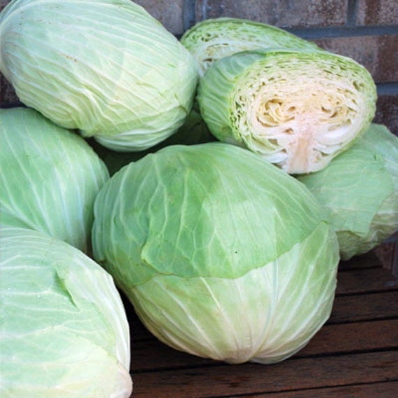 Items similar to Late Flat Dutch Cabbage 4 Plants / 2" Pots Easy to Grow! on Etsy