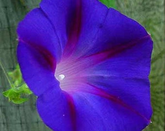 Ipomoea Purpurea Grandpa Otts - 100 Seeds - Morning Glory