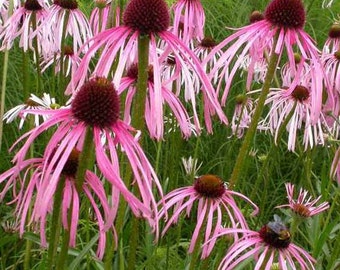 Echinacea Pallida - 50 Seeds - Pale Purple Cone Flower