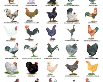 A4 Laminated Posters. Breeds of Turkey