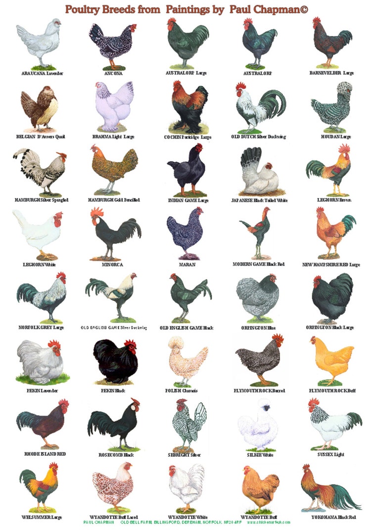 A4 Laminated Posters. Breeds Of Poultry 2 By PaulChapmanFineArt