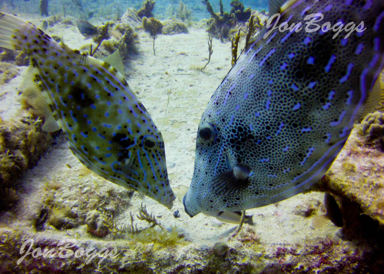 Large Tropical Fish Picture Key Largo Underwater by TheCove19