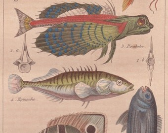1839 original print - Poissons (fish) - hand colored antique print, natural history - grouper flying gurnard stickleback seabream chaetodon