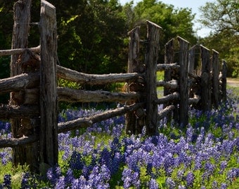 Fine Art Photography | Texas Bluebonnets | Country Photography | Photo Print | Rustic Art | Bluebonnets | Texas | Wall Decor