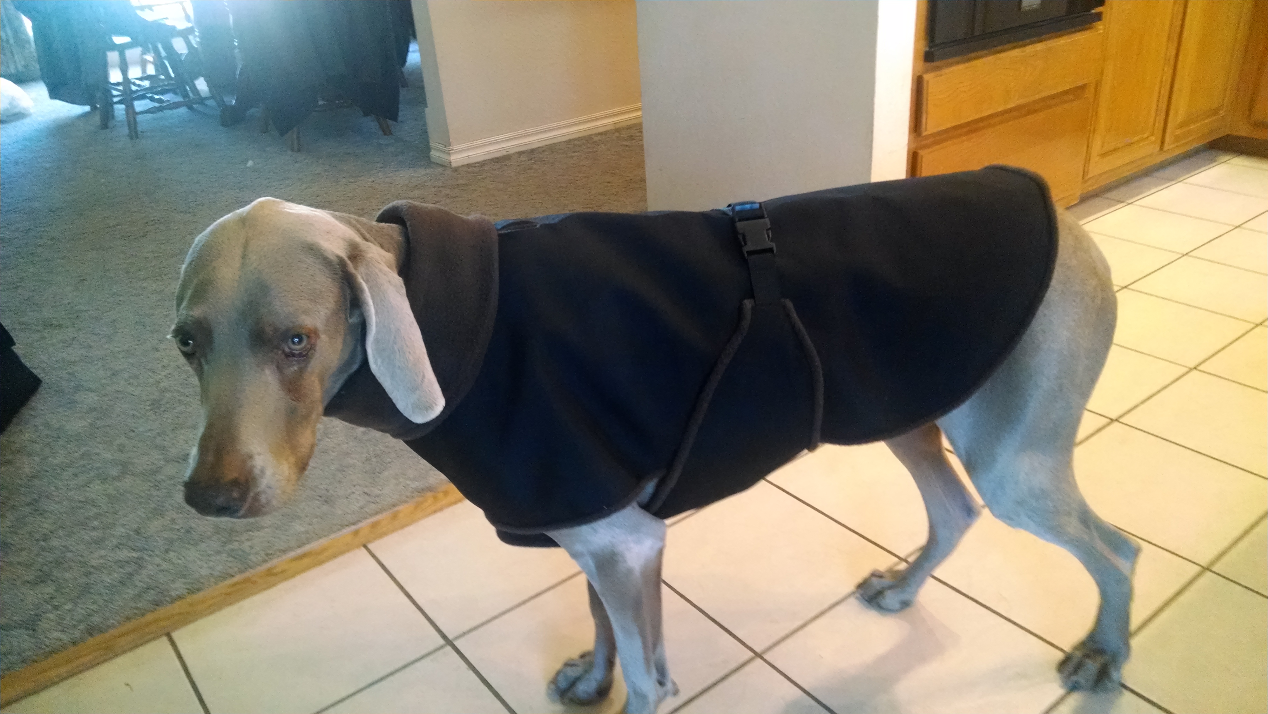Great Dane WaterResistant Cordura Dog Vest w/ Fleece