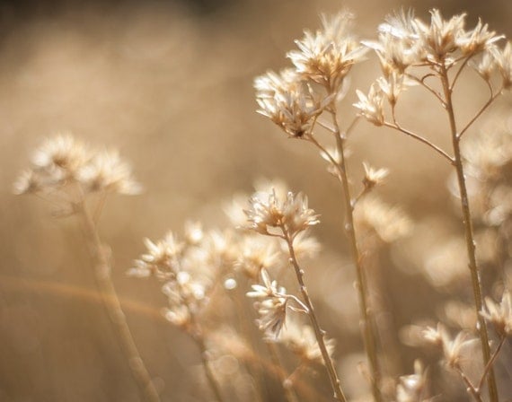 Beige Photography Flower Print Bathroom Photography Nature
