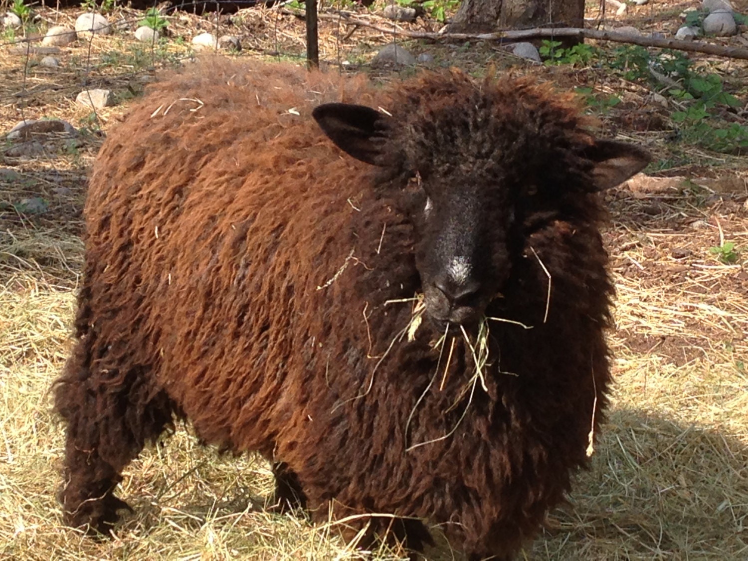 sheep that look like teddy bears