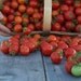 Red Chadwick Cherry Tomato Seeds