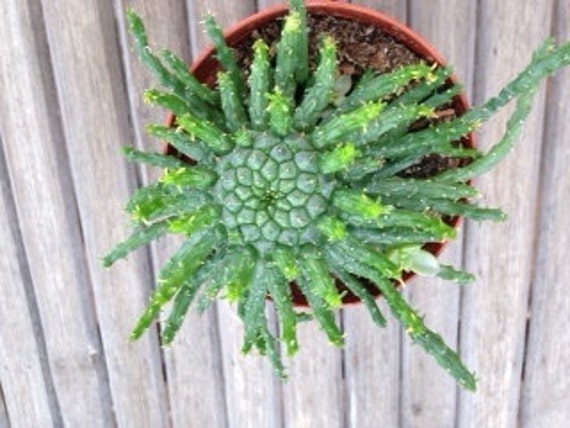 Medusa Head Euphorbia Succulent 4 Inch Pot By SucculentsGalore   Il 570xN.681489007 Jble 