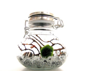 Marimo Terrarium: Marimo Moss Ball Small Wide Stainless Steel Jar Aquarium / Terrarium, 15 colors available