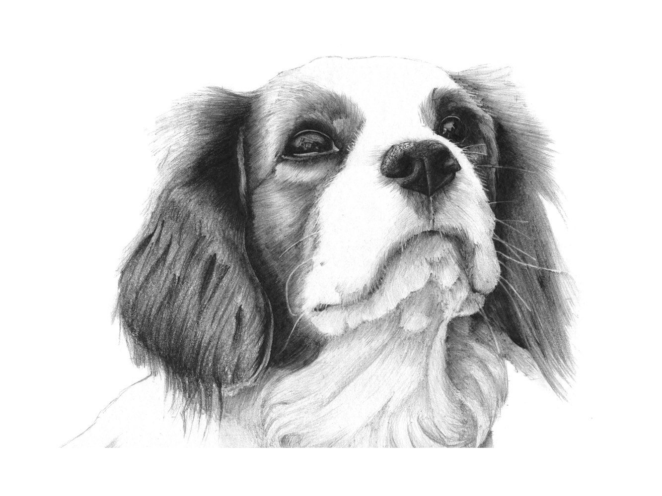 Cavalier King Charles Spaniel dog drawing. 12 by NorthHighlandsArt